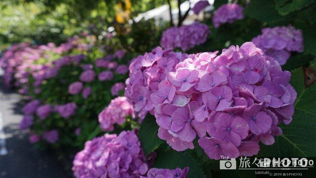 見返りの滝のあじさい祭り