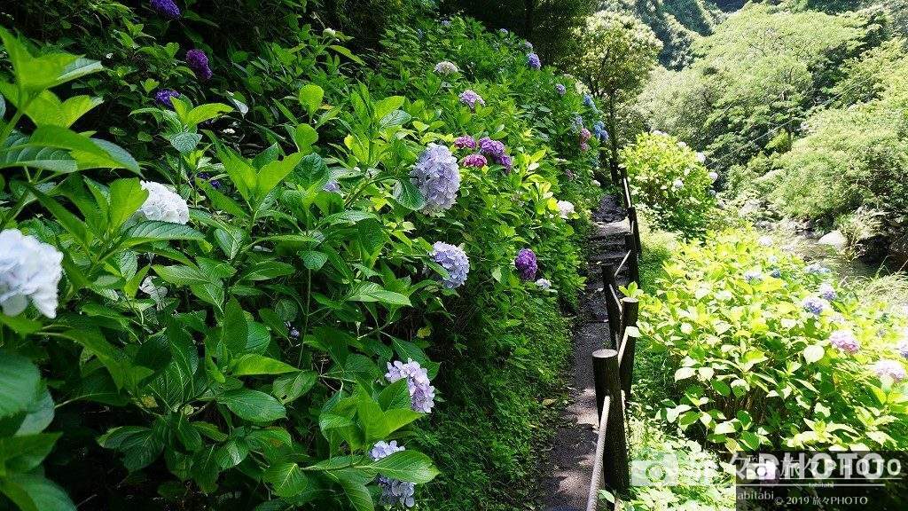 見返りの滝付近の紫陽花