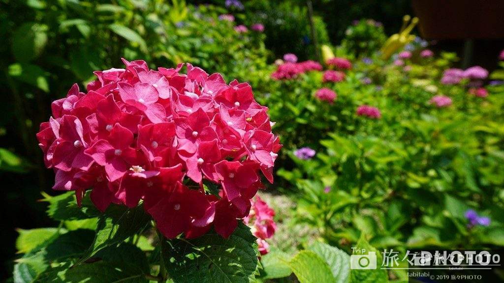 見返りの滝付近の赤い紫陽花