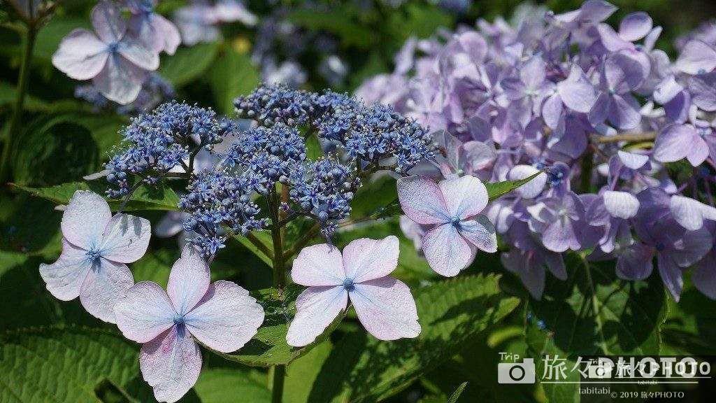 見返りの滝付近の紫陽花