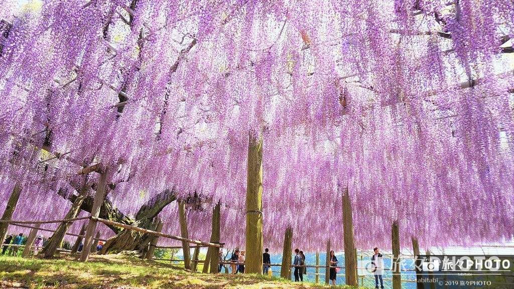 河内藤園の藤