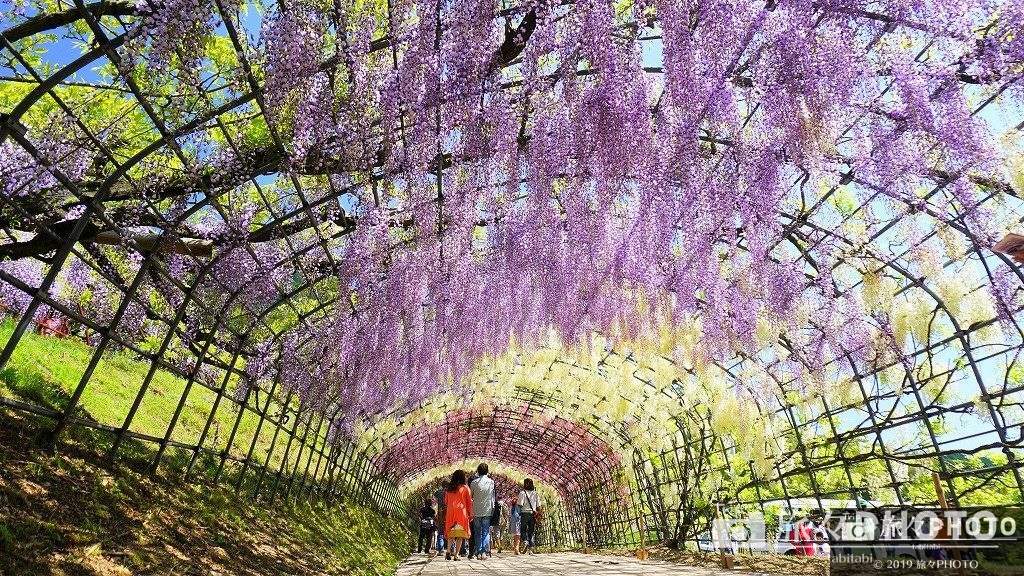 河内藤園の藤のアーチ