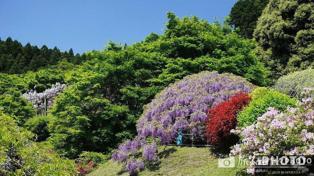 河内藤園-藤のドームを横から