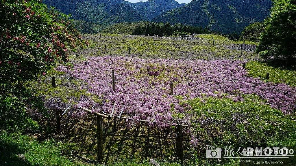 河内藤園-藤棚を上から