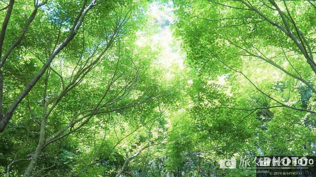 河内藤園-紅葉