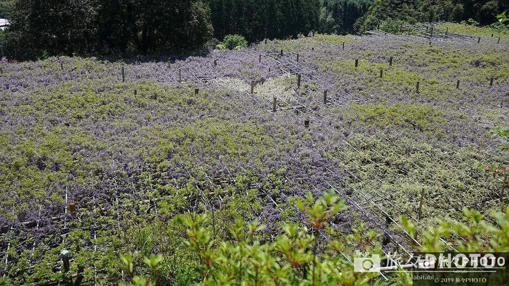 河内藤園-藤棚を上から