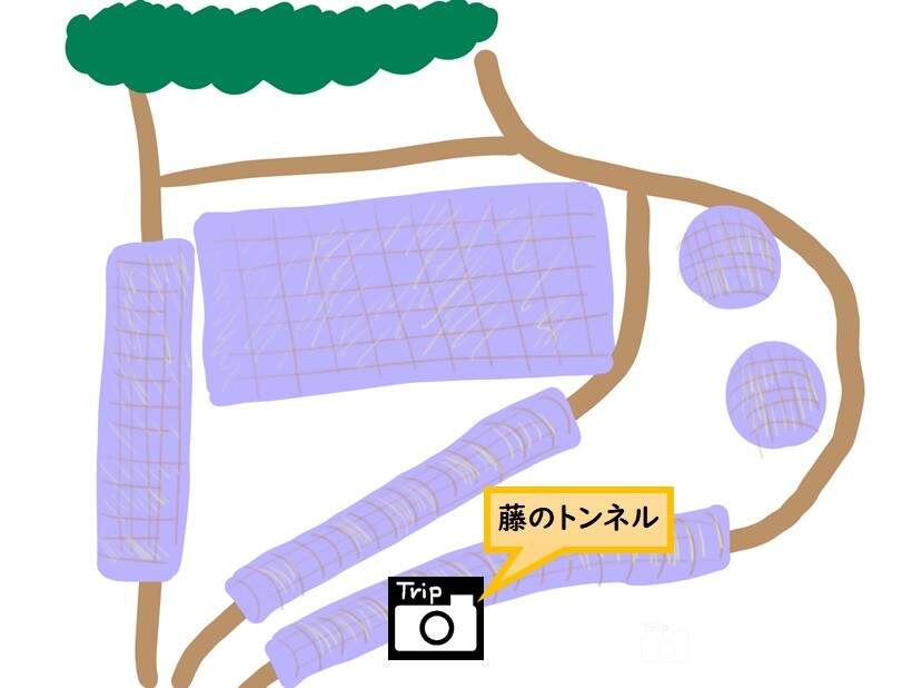 河内藤園MAP-藤のトンネル