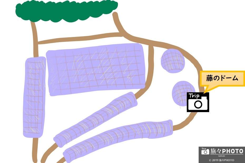 河内藤園MAP-藤のドーム
