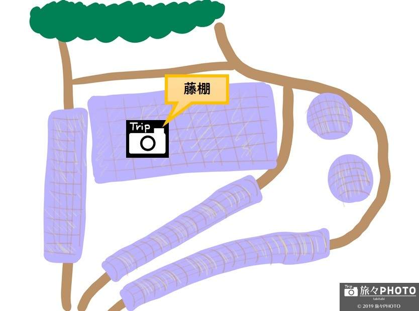 河内藤園MAP-藤棚