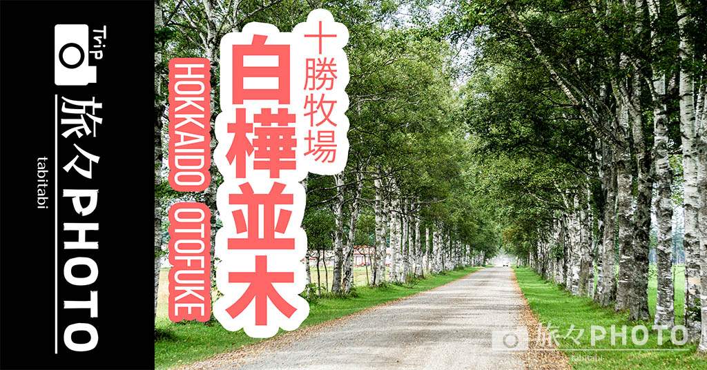 tokachi-white-birch-road-