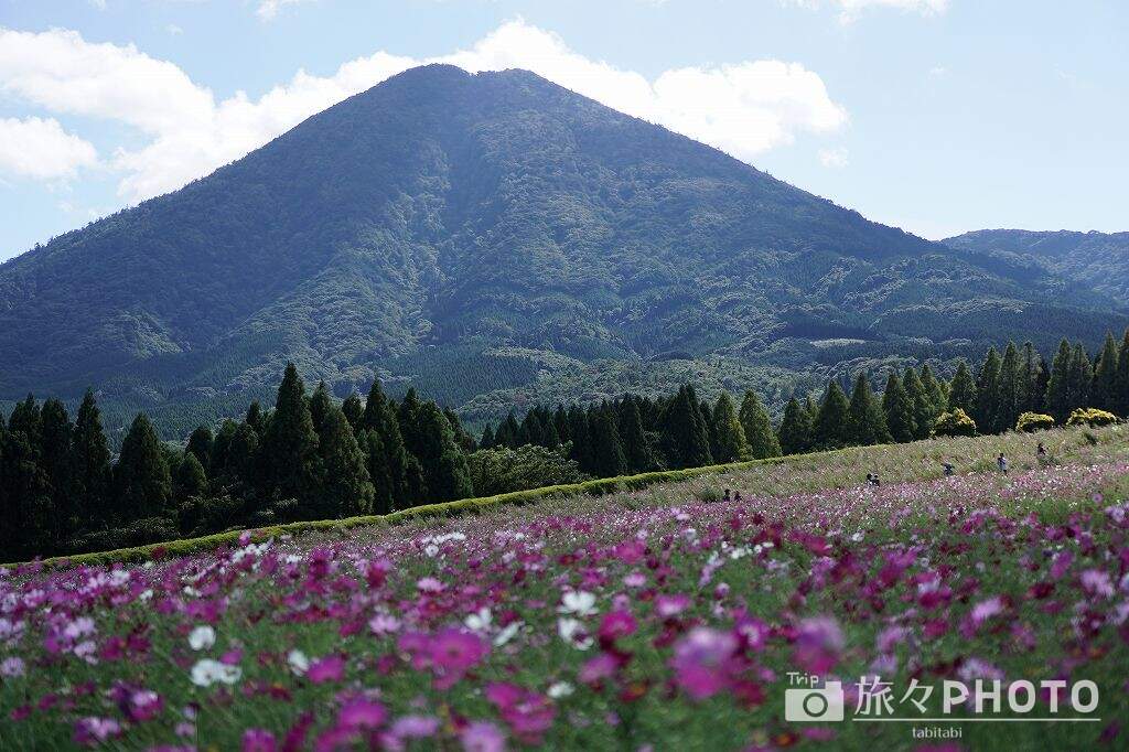 霧島連山とコスモス