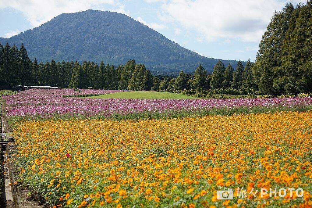 生駒高原コスモス