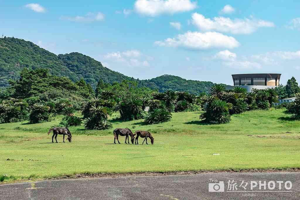都井岬