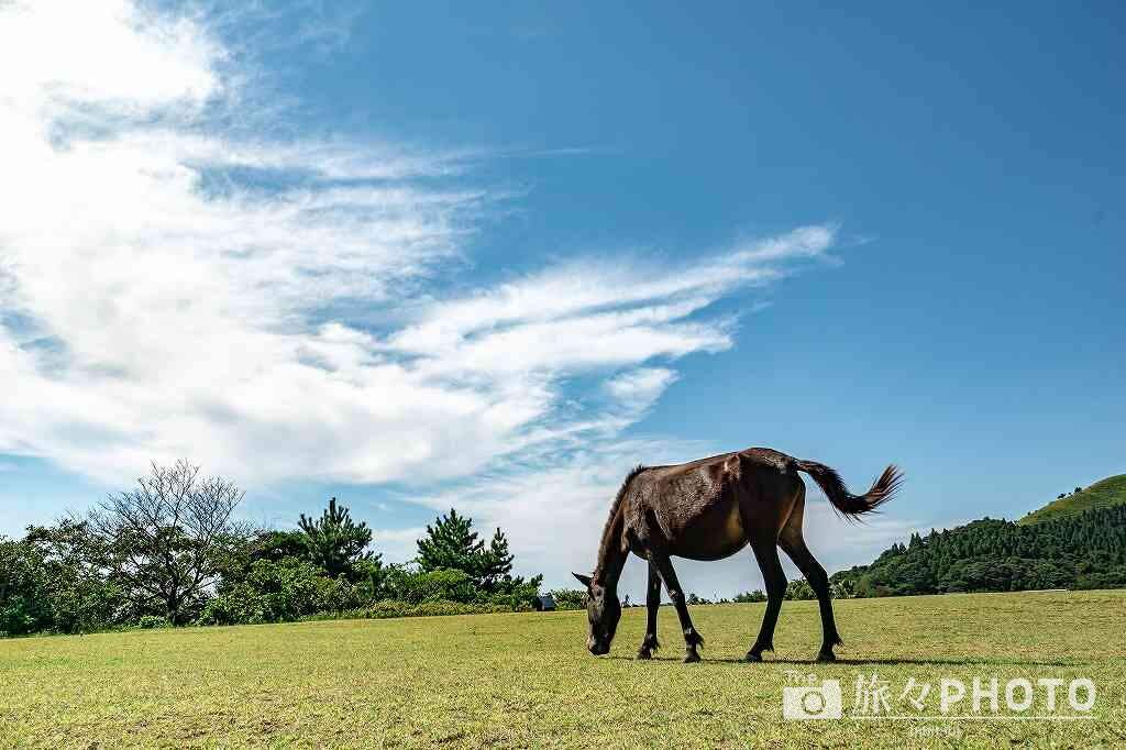 野生の馬 に 登れる灯台 都井岬 にドライブに行こう 旅々photo