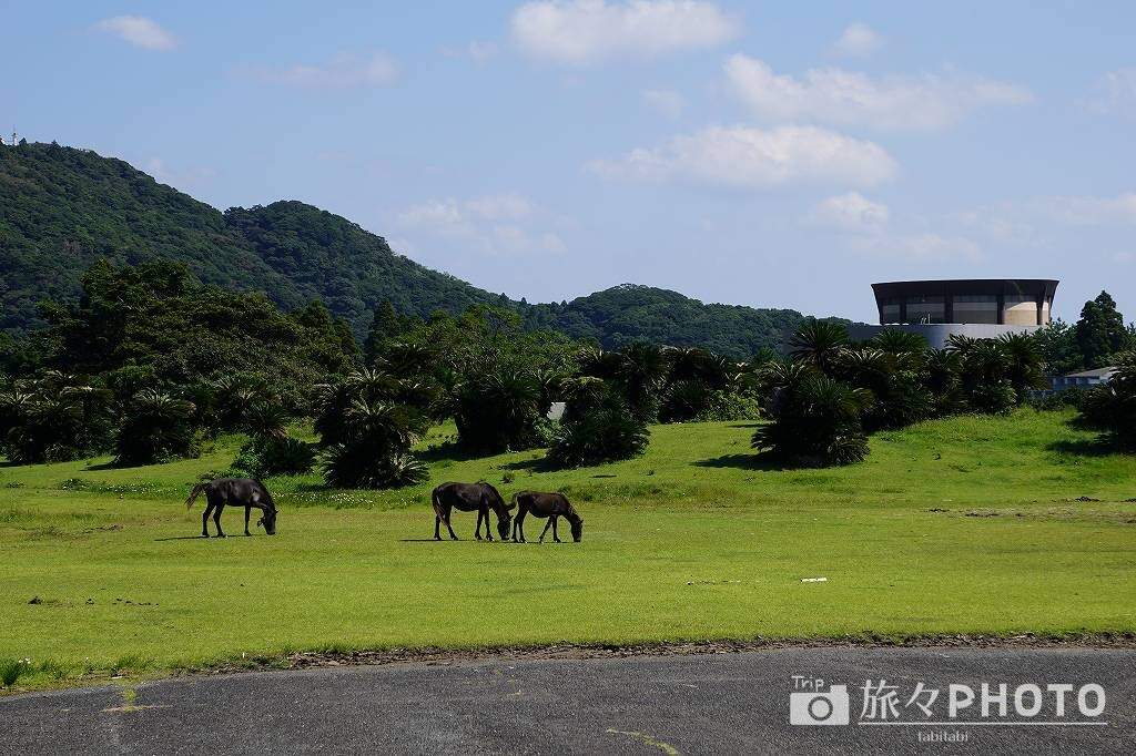 都井岬の馬