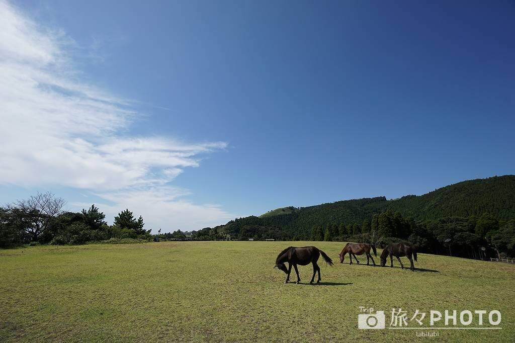 都井岬 御崎馬
