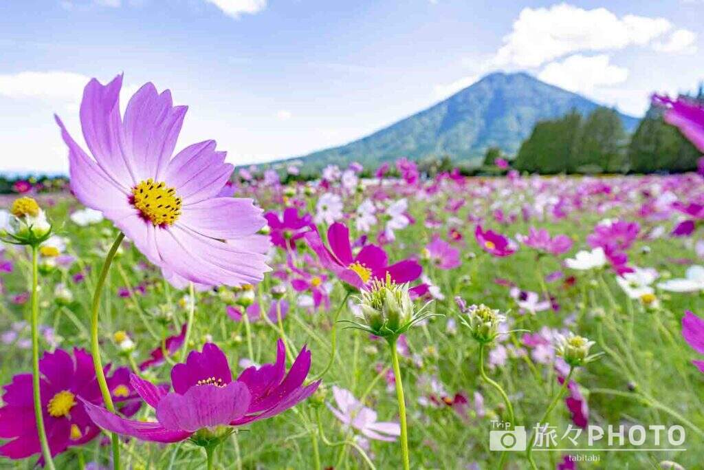 広角レンズ