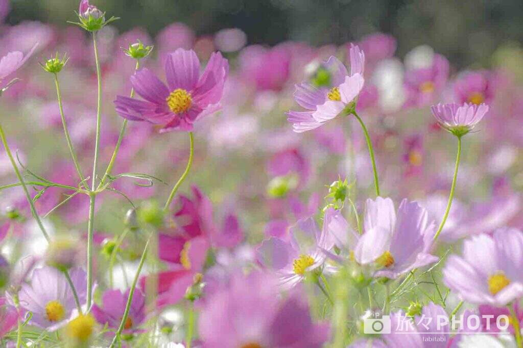 生駒高原コスモス