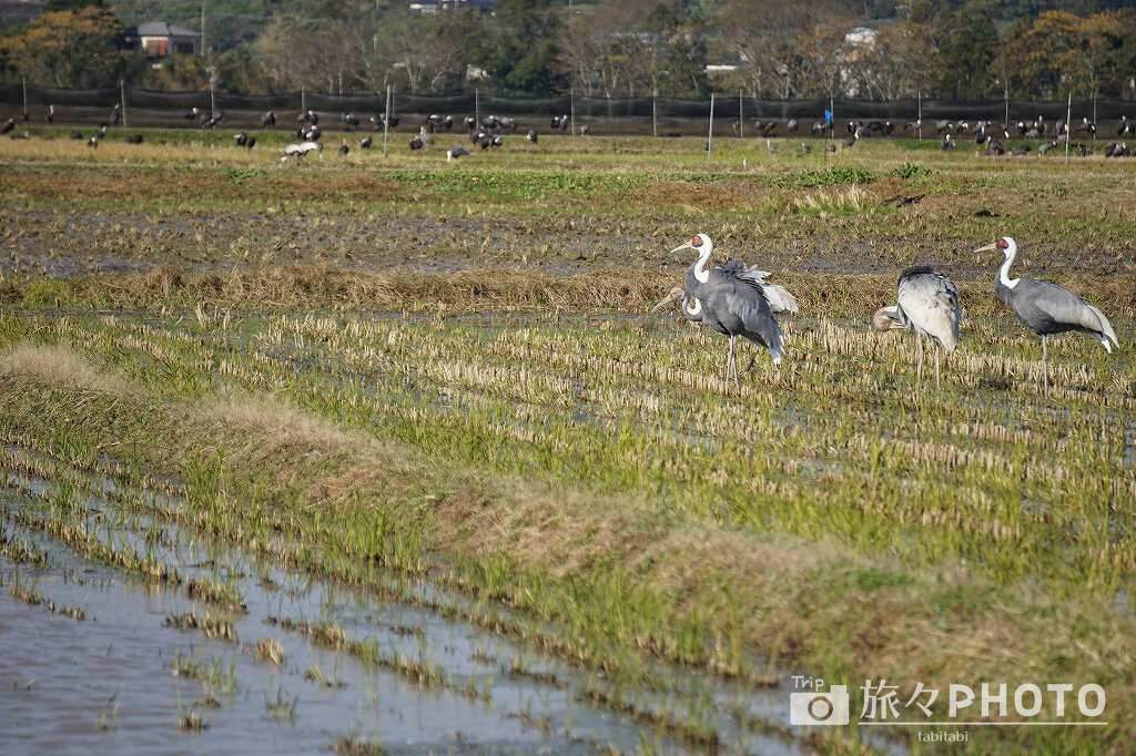 出水ツル観測センター