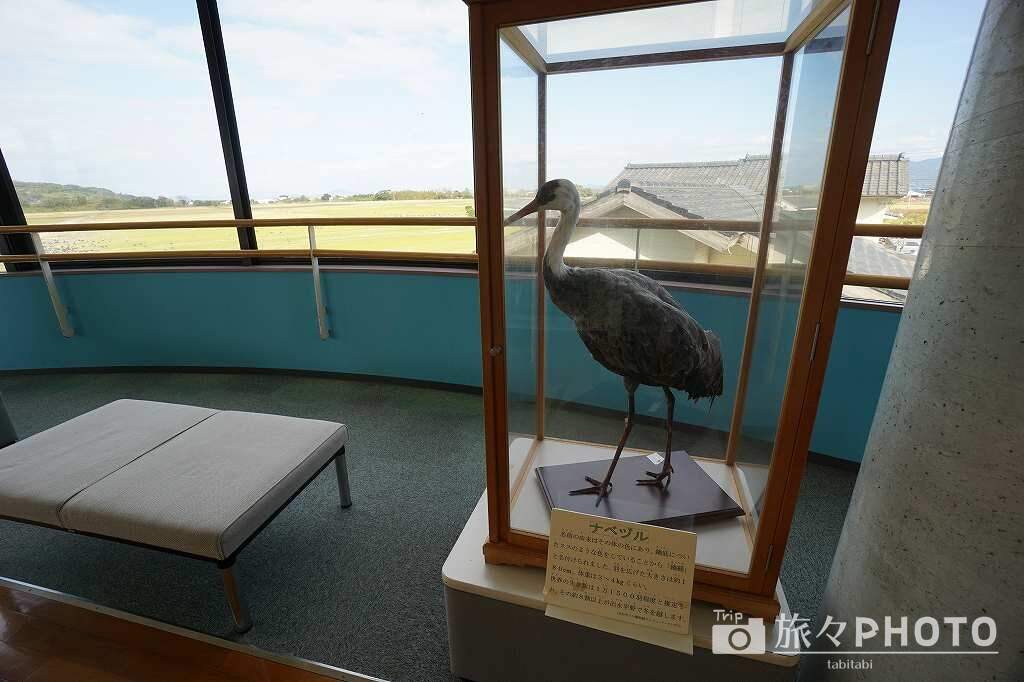 出水ツル観測センター2階パノラマ展望所