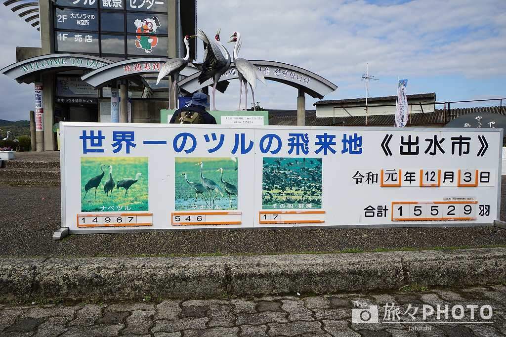 出水ツル観測センター ツルの数