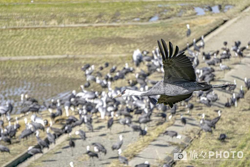 出水ツル観測センター 1万羽以上のツル