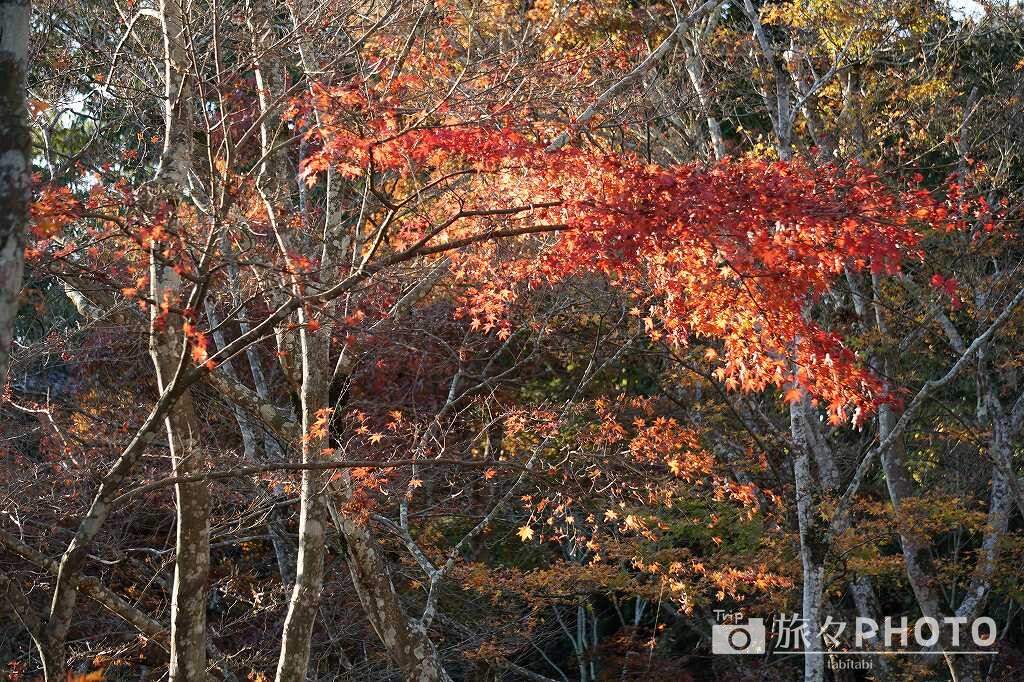 曾木の滝の紅葉