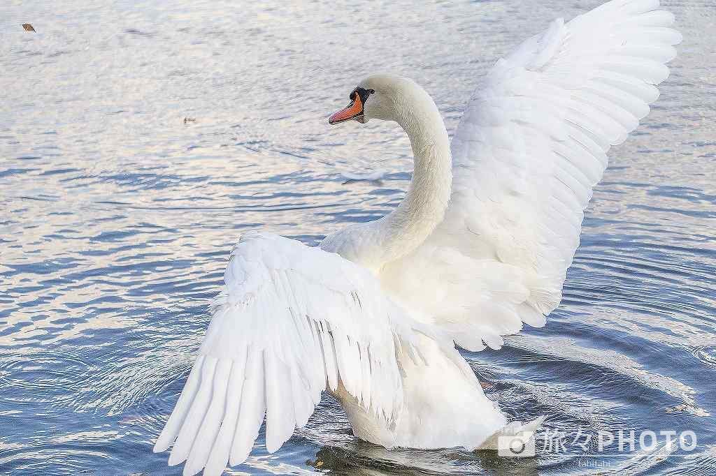 志高湖の白鳥