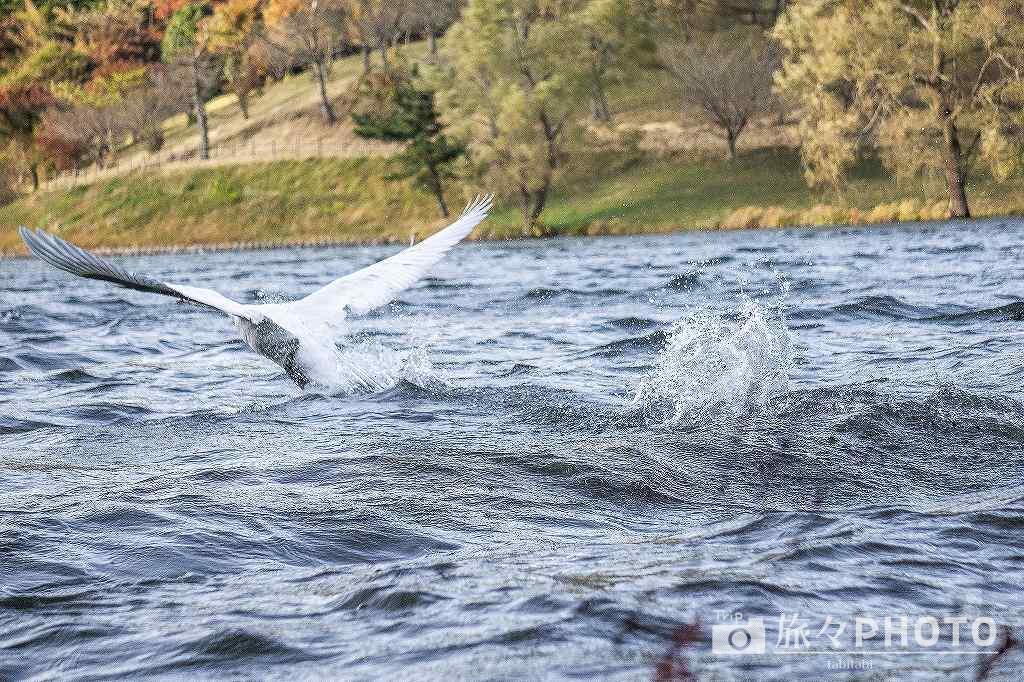 志高湖の白鳥