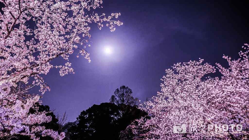 福岡城の桜