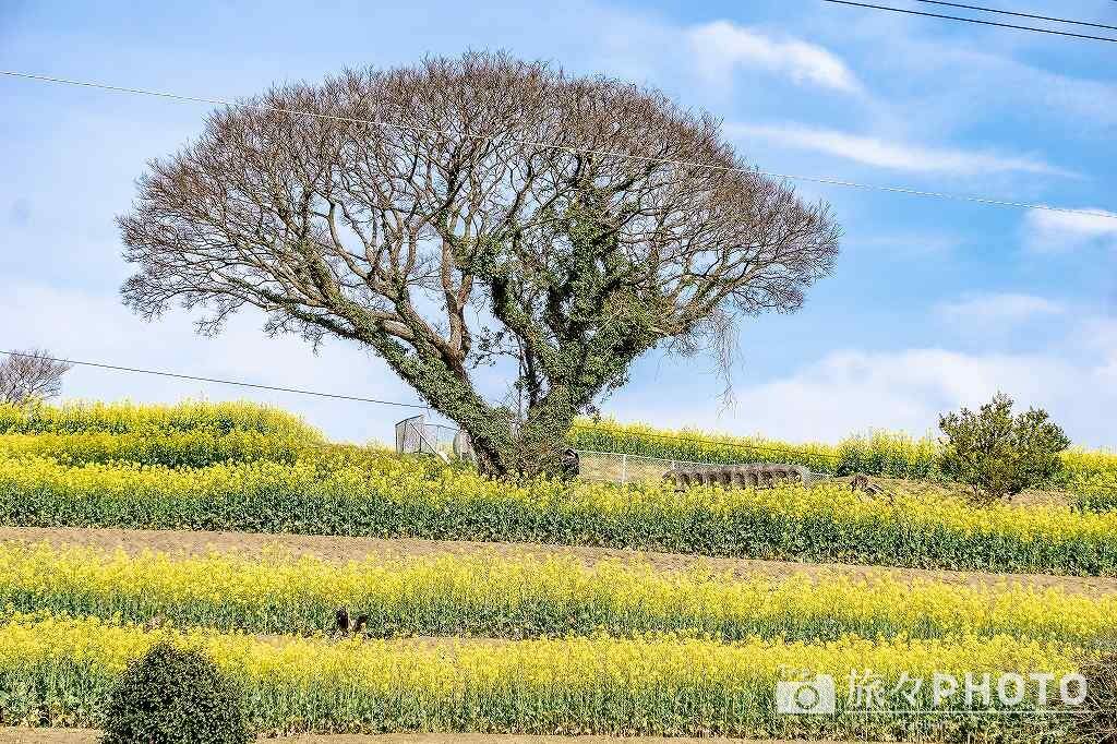 長崎鼻