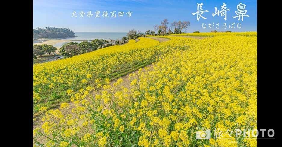 段々畑に広がる一面の 菜の花 豊後高田市の 長崎鼻 で春の絶景 旅々photo