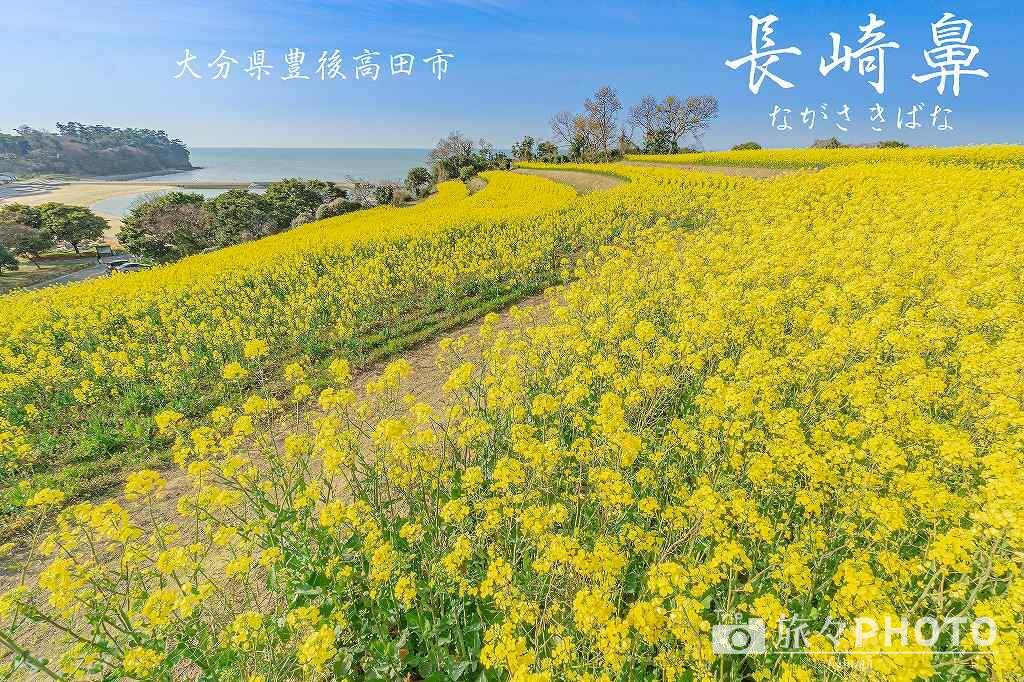 段々畑に広がる一面の 菜の花 豊後高田市の 長崎鼻 で春の絶景 旅々photo