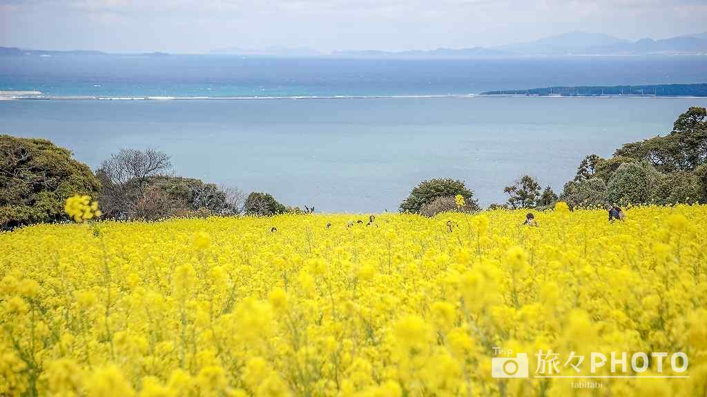 春の能古島
