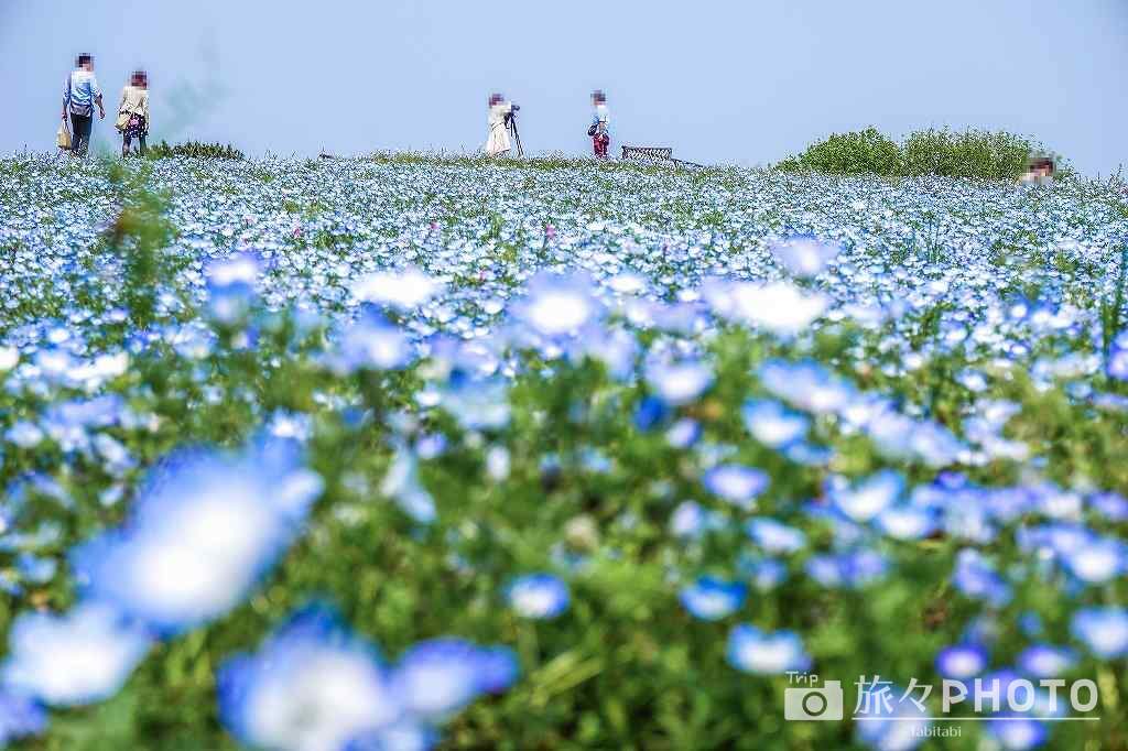海の中道ネモフィラ畑