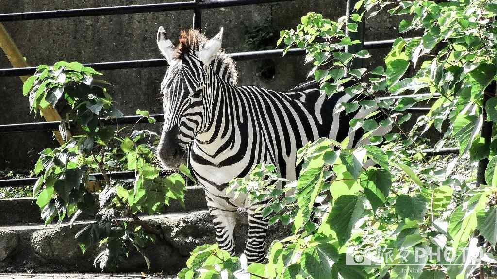福岡市動植物園