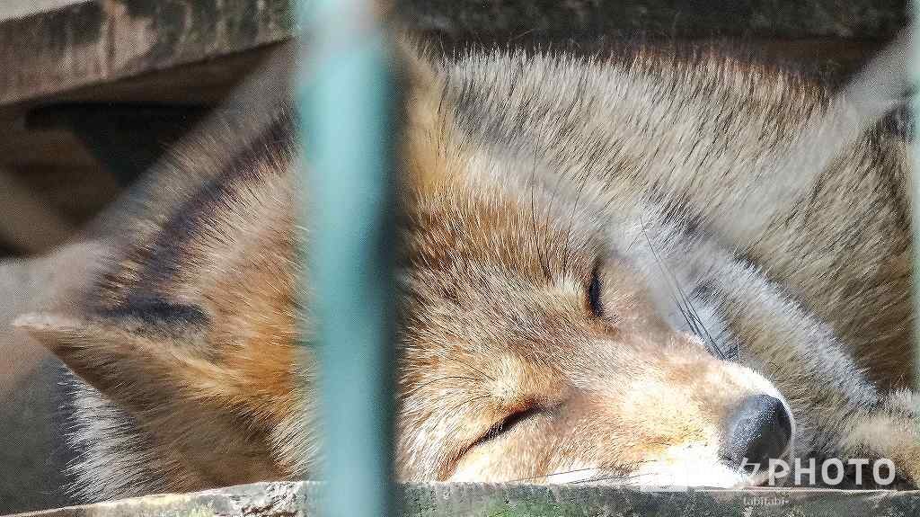 福岡市動植物園