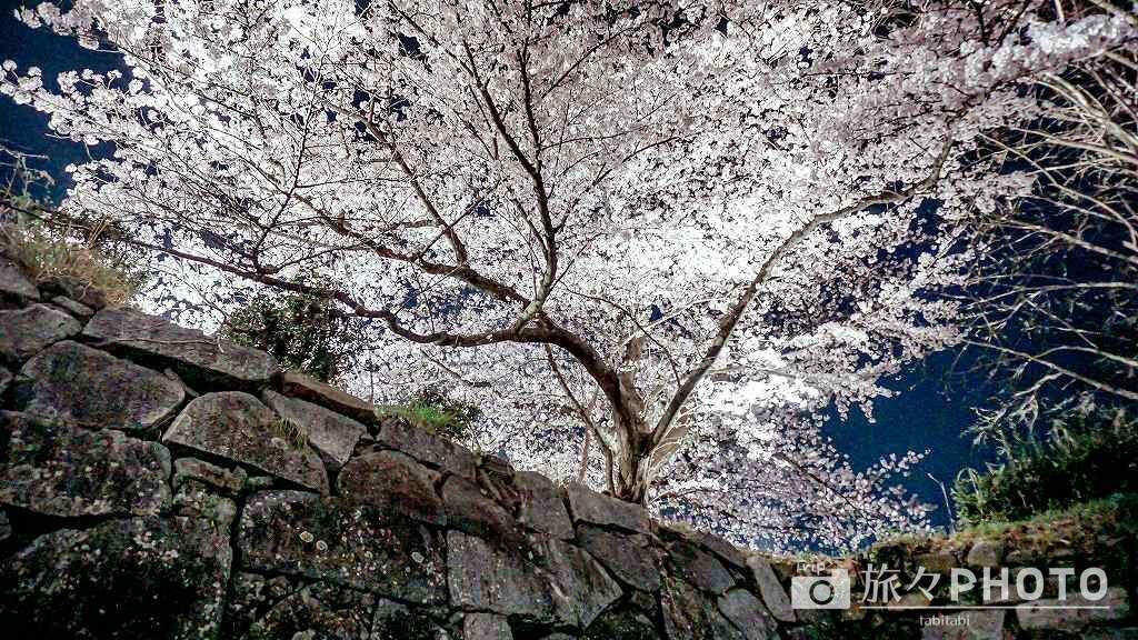 福岡城跡の桜