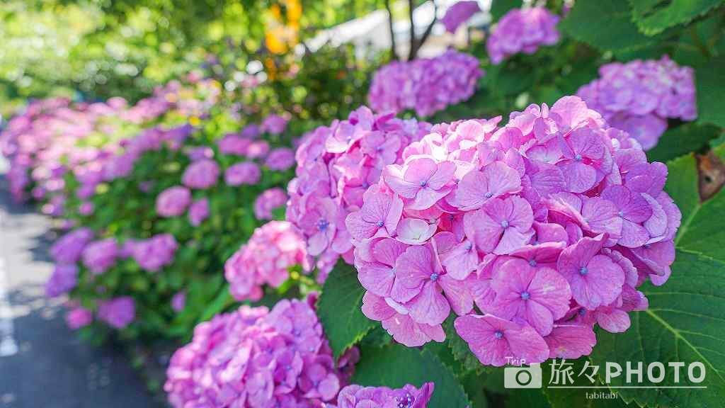 見返りの滝 あじさい祭り