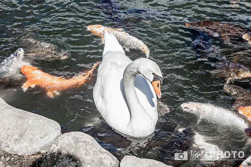 志高湖