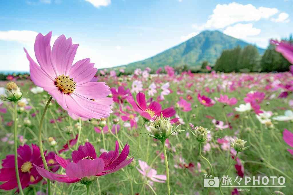 生駒高原