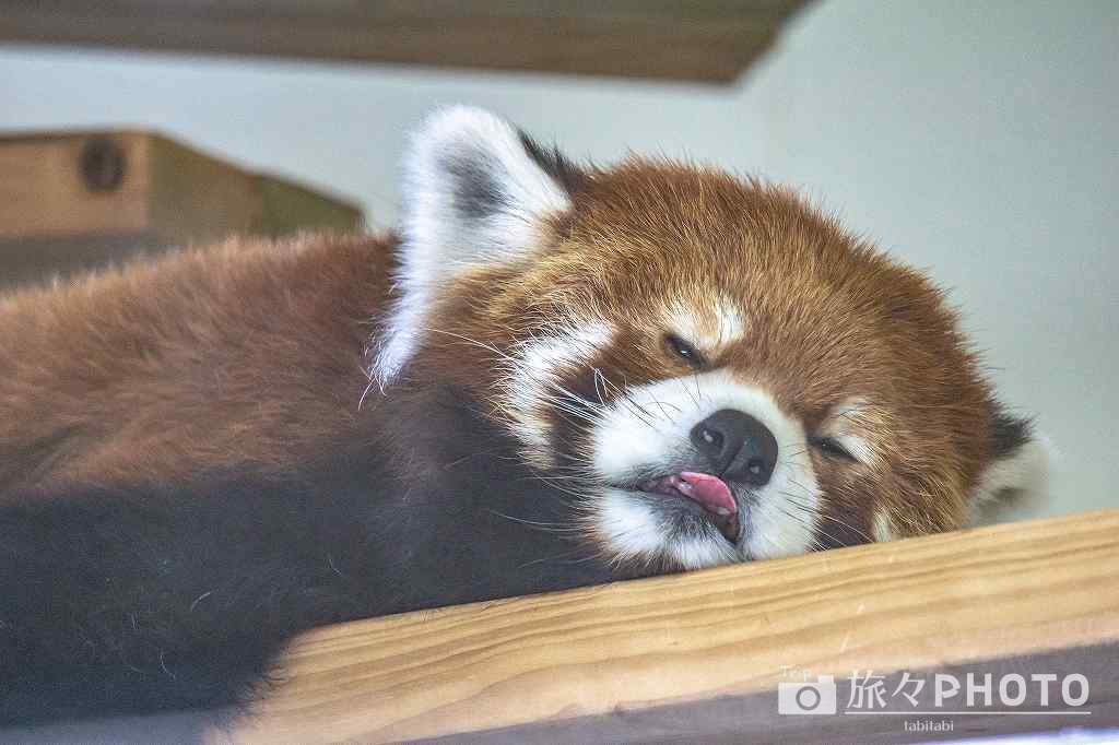 到津の森公園レッサーパンダ