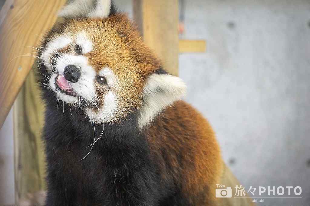到津の森公園レッサーパンダ