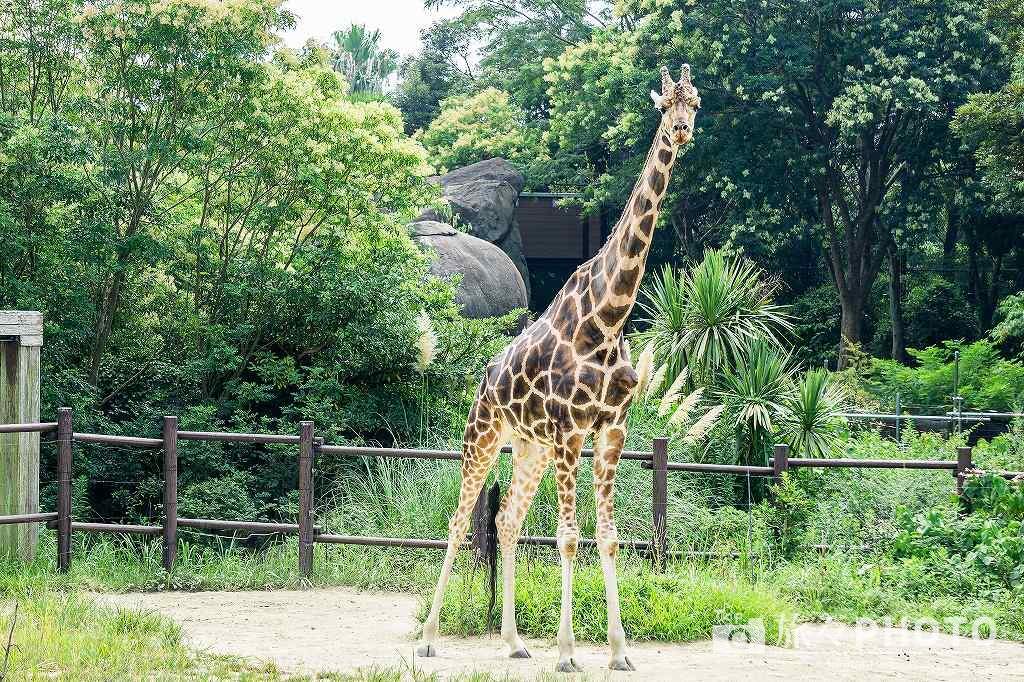 到津の森公園キリン