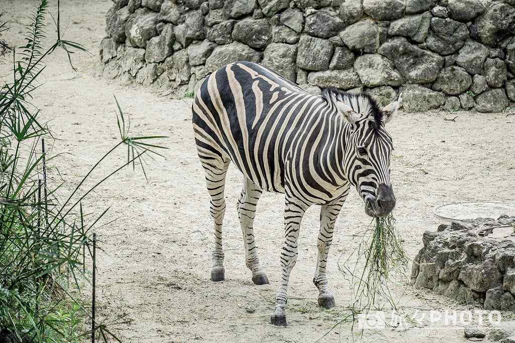 到津の森公園シマウマ