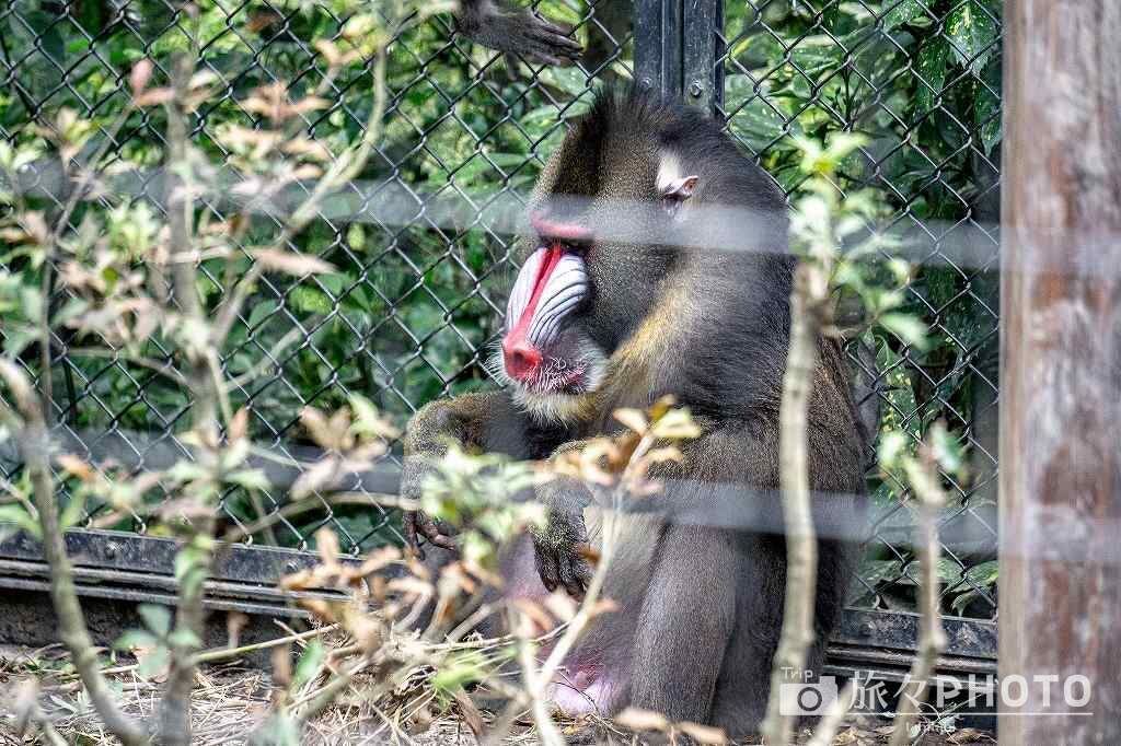 到津の森公園マンドリル