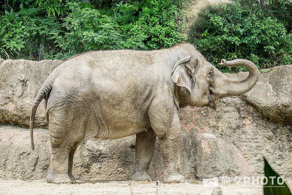 到津の森公園 象