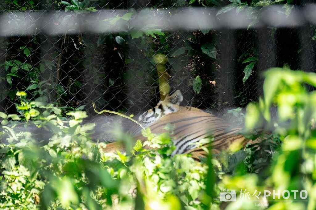 到津の森公園トラ