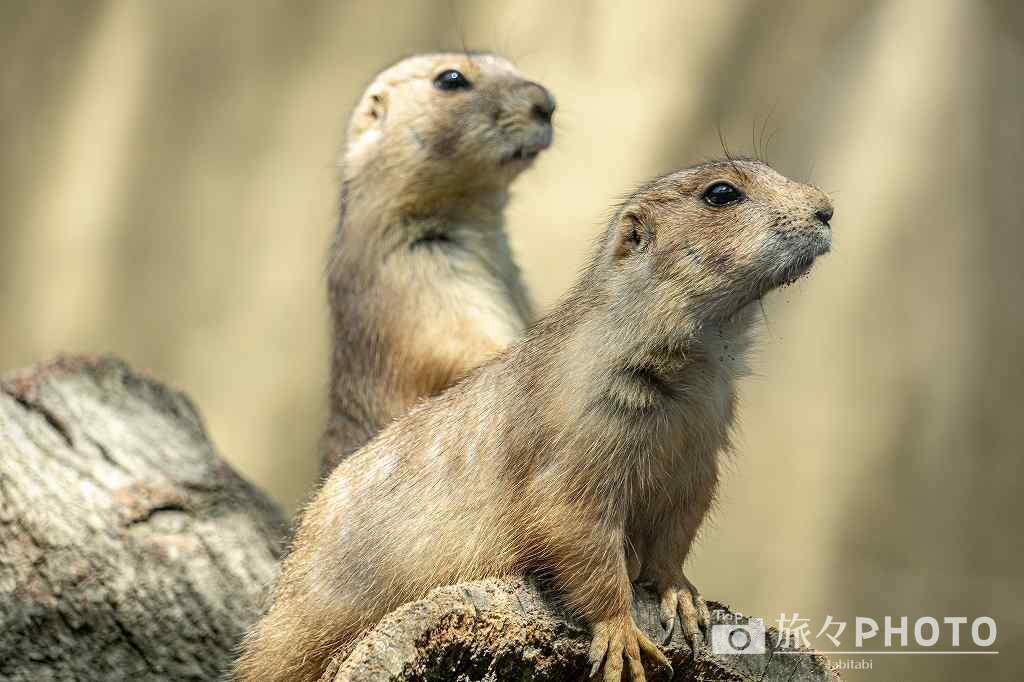 到津の森公園プレーリードッグ