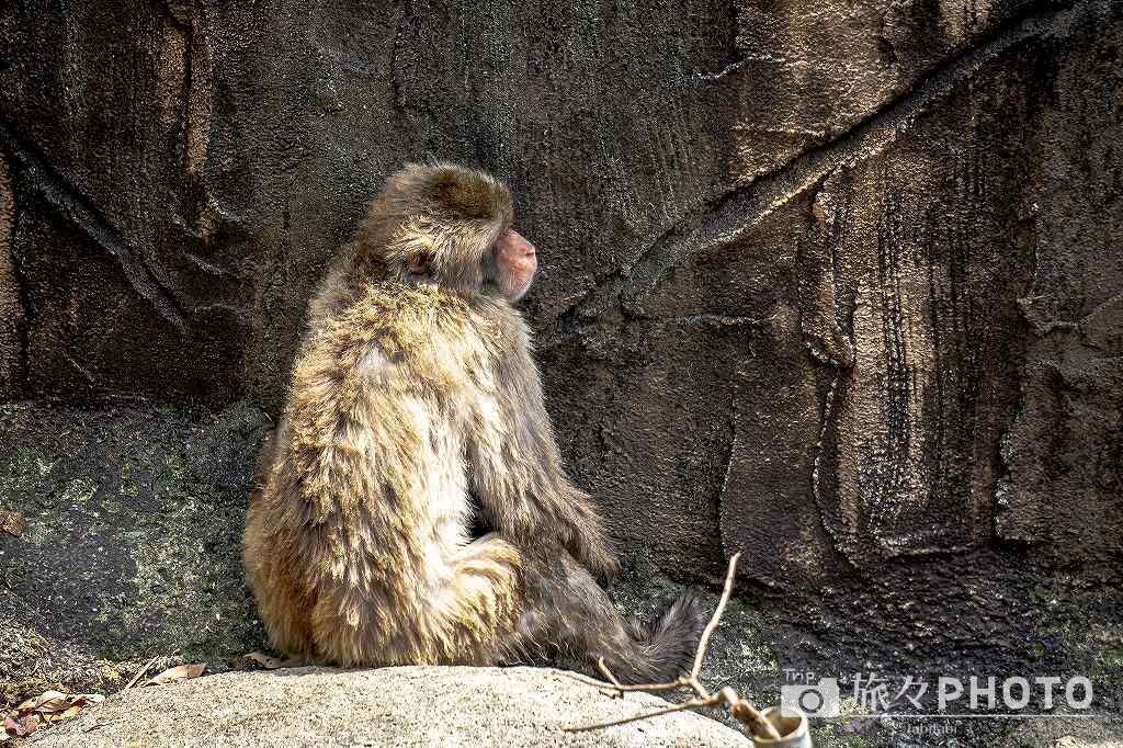 到津の森公園ニホンザル